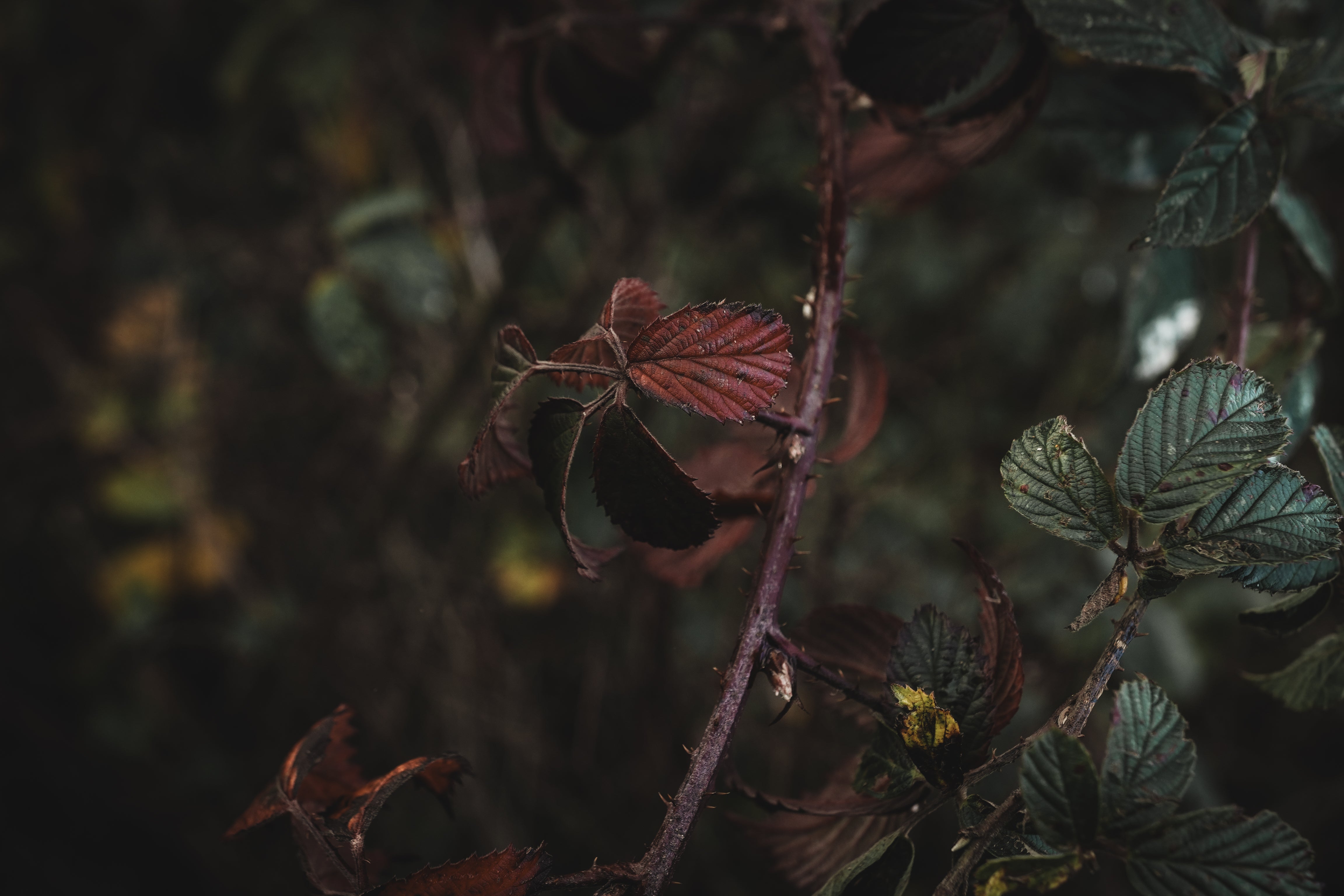 Arbour Collection Dove House London